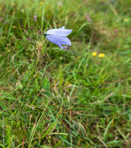 Harebell  bluebell photo