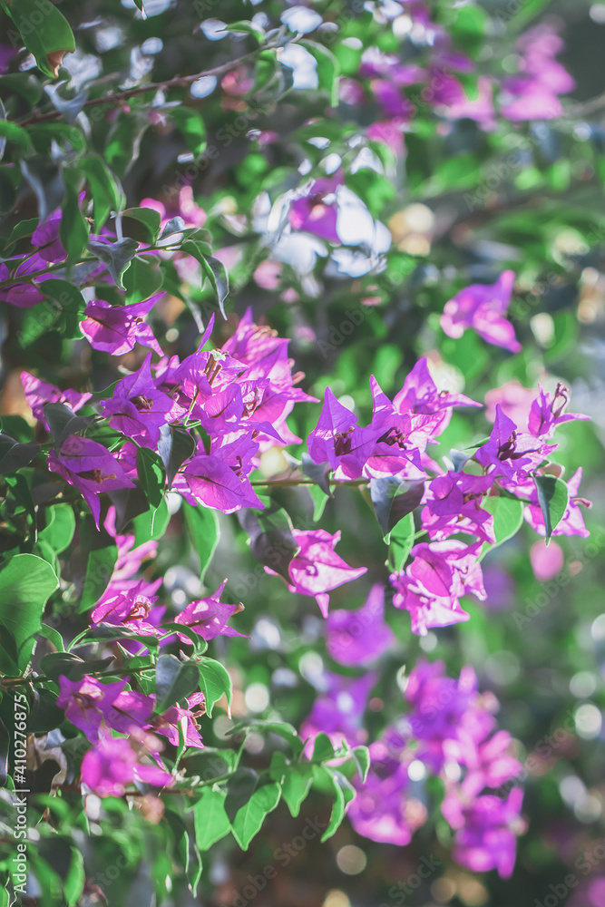 Blooming Purple Bougainvillea, Green Leaves, trees in the background, Bougainvillea spectabilis grows as a woody vine. Blooming Purple Bougainvillea, Green Leaves, trees in the background, Bougainvillea spectabilis grows as a woody vine.