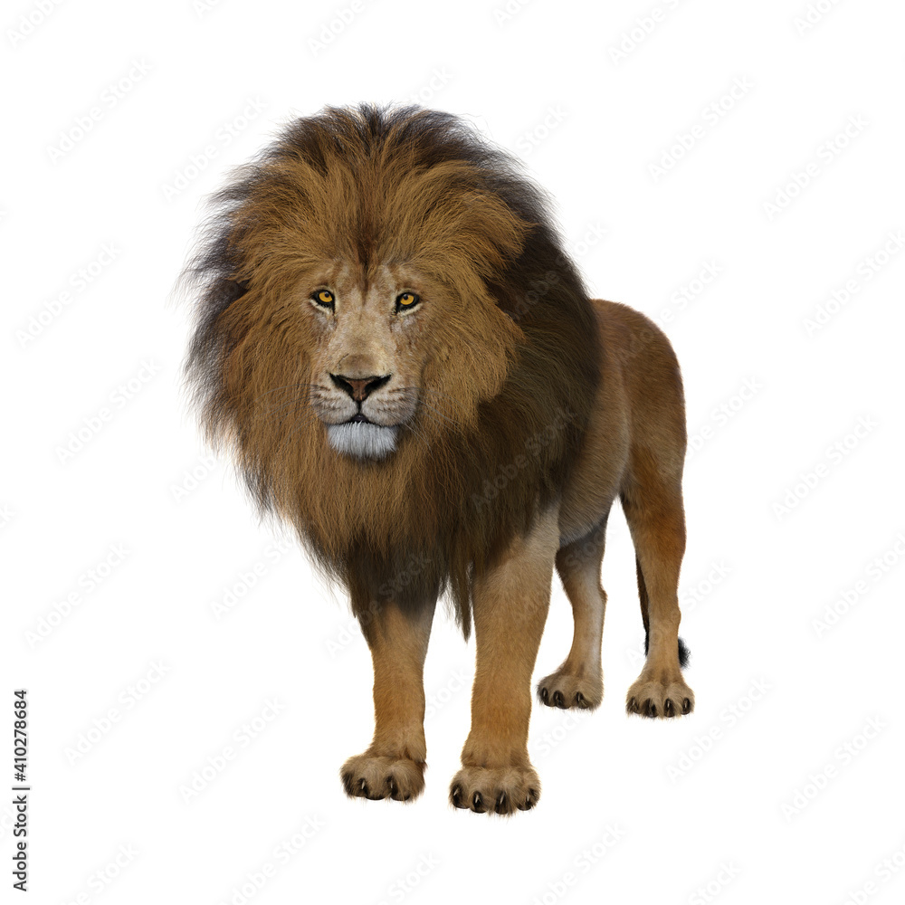 Adult male Lion standing passively looking ahead.