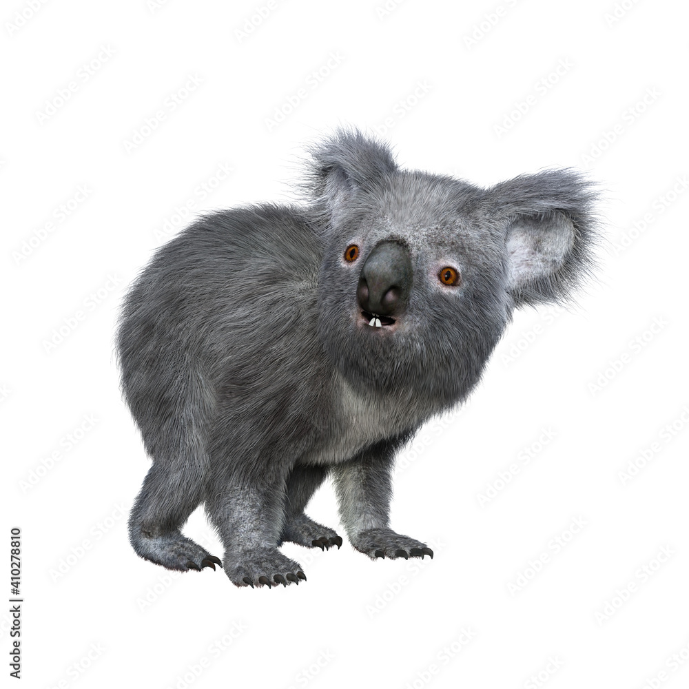 Obraz premium Koala standing on all fours and looking to the side.