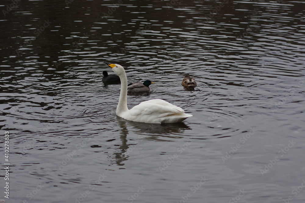 Obraz premium 厳しい寒さを避けて越冬で飛来地へと渡ってきた、美しい白い羽毛のオオハクチョウ