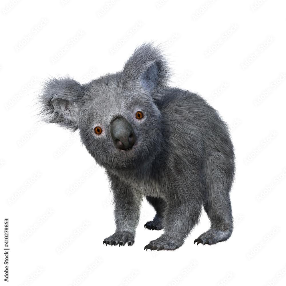 Obraz premium Koala standing on all fours and looking at camera.
