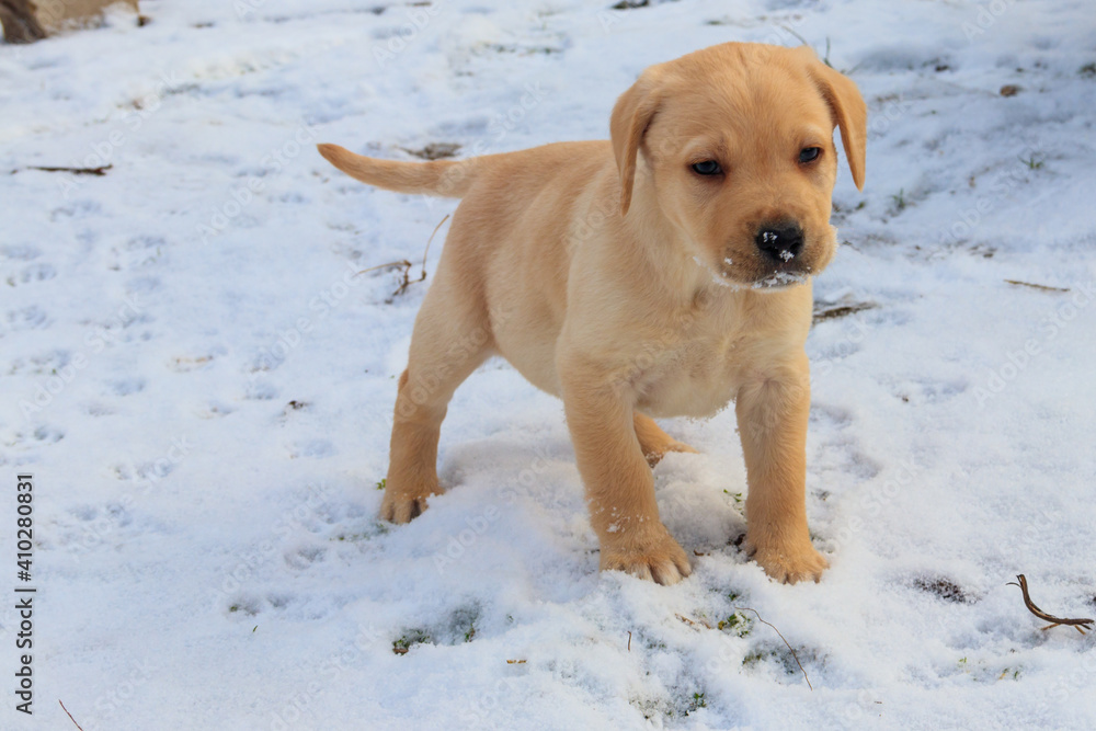 Small cute labrador retriever puppy dog in white snow
