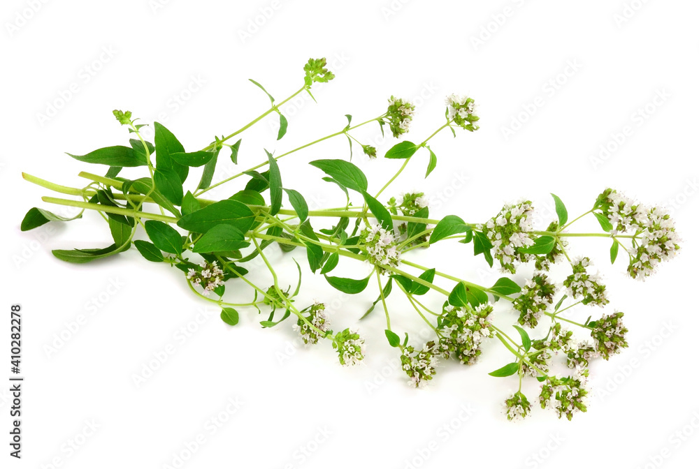 Fresh Greek Oregano Leaf and Flower Plant (Origanum Vulgare Hirtum
