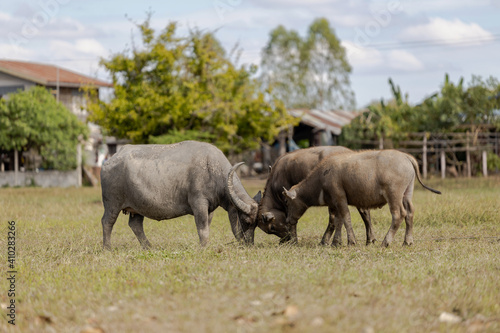 Buffalos  Field In Countryside Of Thailand.