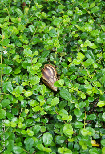 Snail in the green leaves of a shrub in the garden, solid background