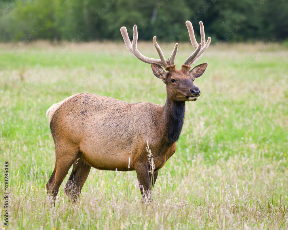 A young buck stands in a summer meadow with velvet antlers in the Cascade Mountains foothill town of Snoqualmie Washington A young buck stands in a summer meadow with velvet antlers in the Cascade Mountains foothill town of Snoqualmie Washington
