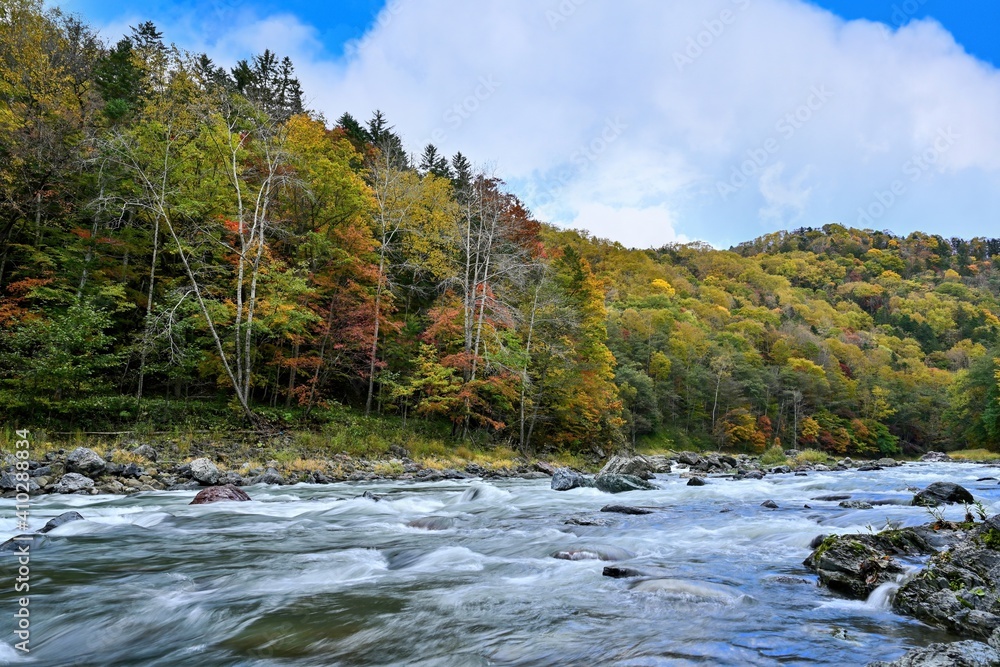 川の流れときれいに色づいた紅葉のコラボ情景＠赤岩青巌峡、北海道