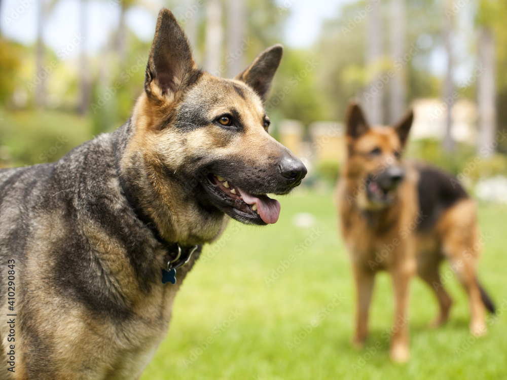 German Shepard German Shepard