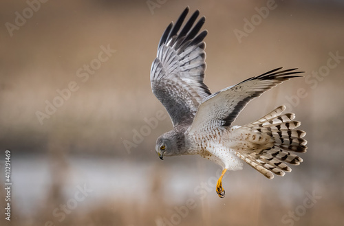 A Northern Harrier in British Columbia, Canada 