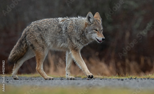 A Coyote in British Columbia, Canada  © Harry Collins