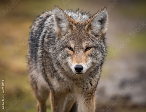 A Coyote in British Columbia  Canada 