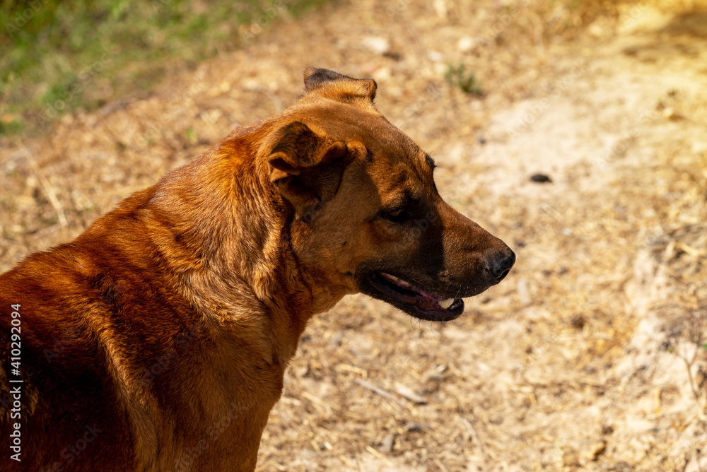 Naklejka premium Thai dog, brown dog standing on the ground, Close-up.