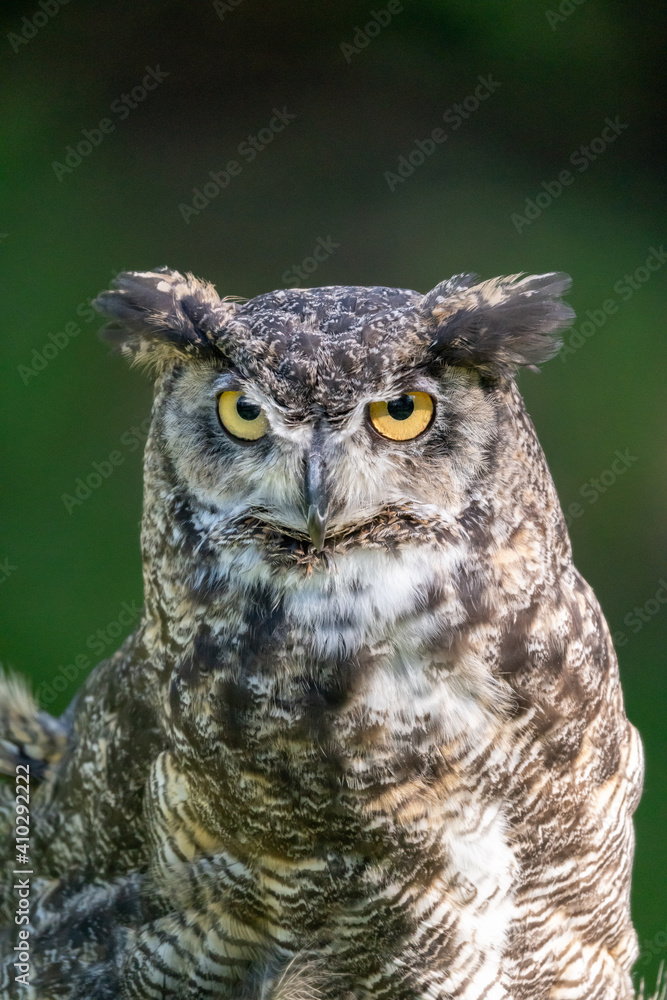 Great horned owl sitting on log in Montana Great horned owl sitting on log in Montana