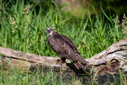 Captive osprey sitting on log with leathers on legs