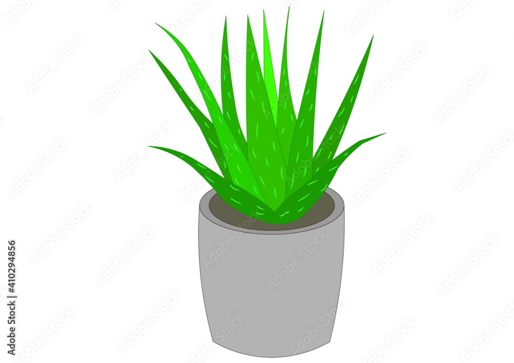 Aloe Vera tree in a gray pot Aloe Vera tree in a gray pot