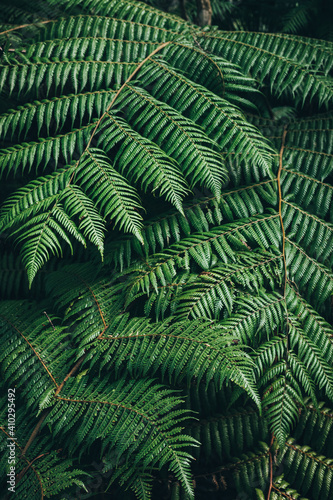 Close up of ferns in New Zealand forest