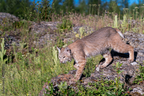 Juvenile bobcat in the mountains walking on rocks
