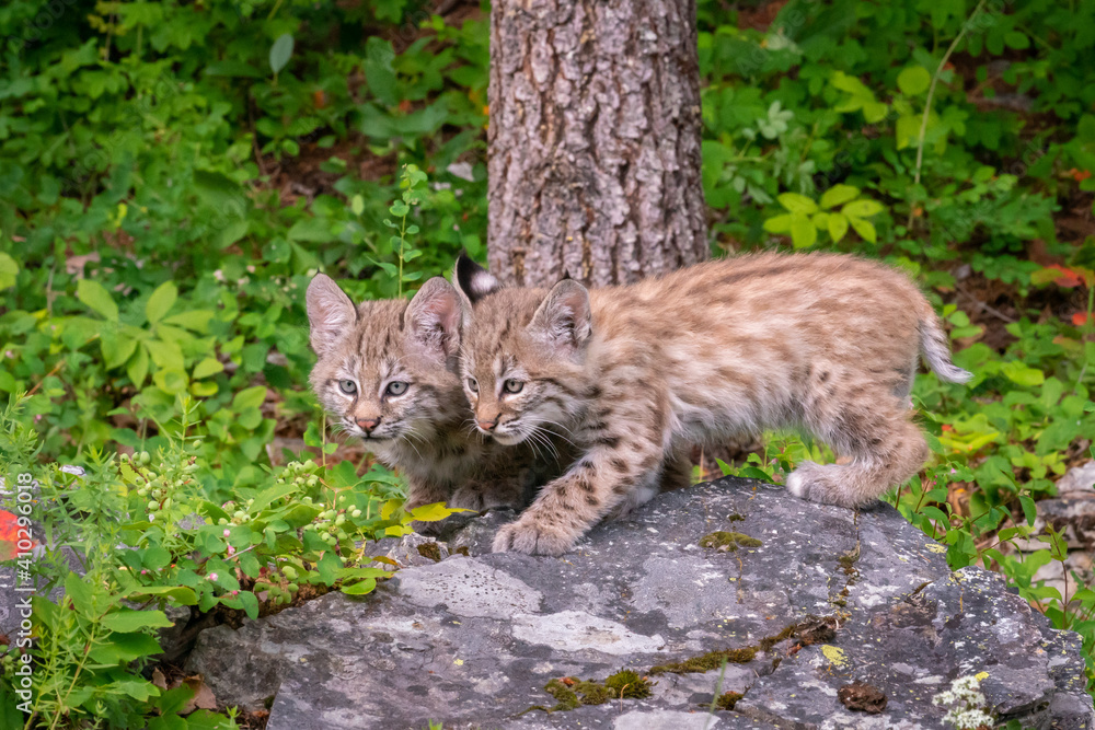 Bobcat cubs playing on rocks and in grass in Montana Bobcat cubs playing on rocks and in grass in Montana