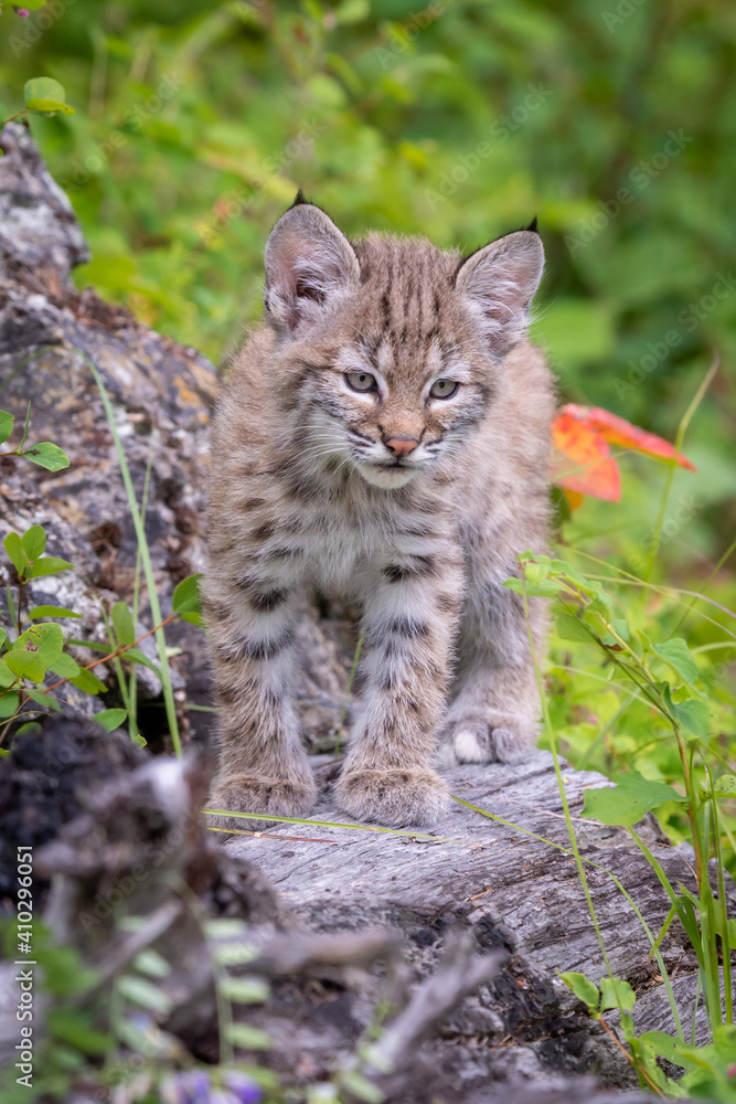 Bobcat cubs playing on rocks and in grass in Montana Bobcat cubs playing on rocks and in grass in Montana