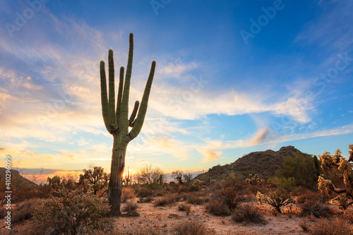 Saguaro Cactus and Arizona desert landscape at sunset © JSirlin