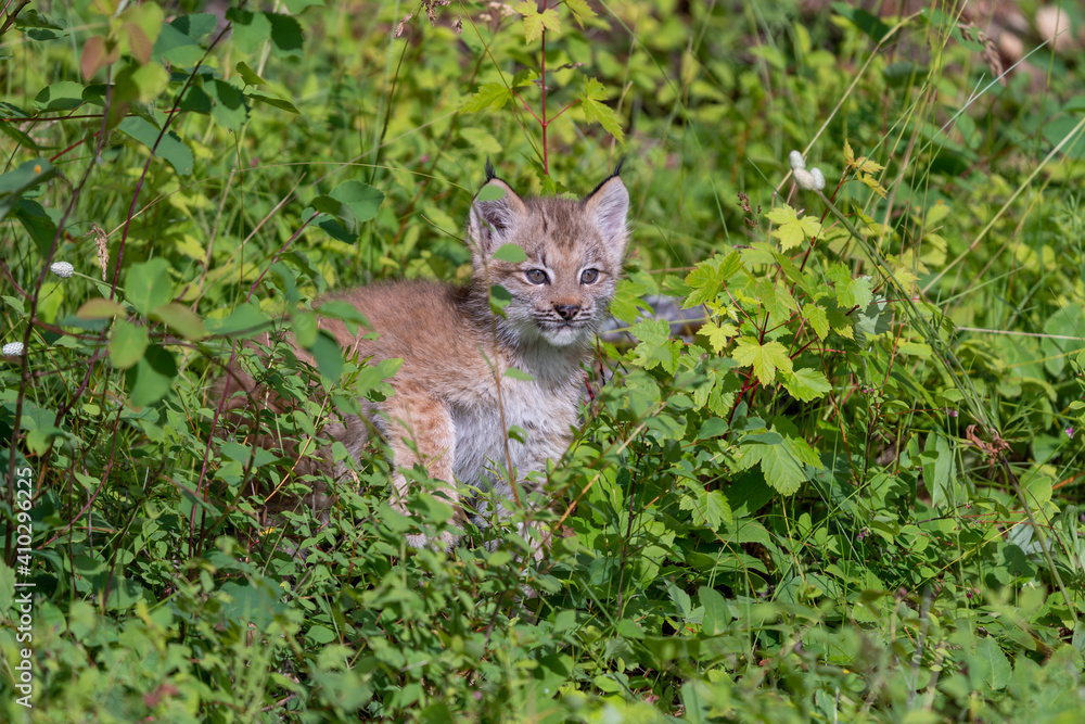 Canadian Lynx cubs playing in the grass in Montana Canadian Lynx cubs playing in the grass in Montana
