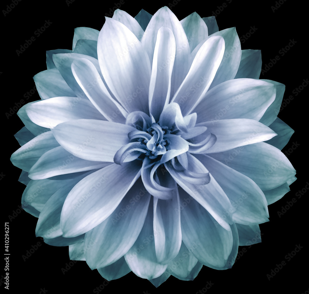 watercolor dahlia flower blue. Flower isolated on black background. No shadows with clipping path. Close-up. Nature. watercolor dahlia flower blue. Flower isolated on black background. No shadows with clipping path. Close-up. Nature.