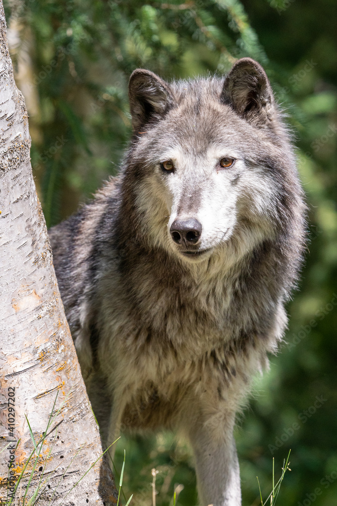 majestic grey wolf looking through the trees in Montana
