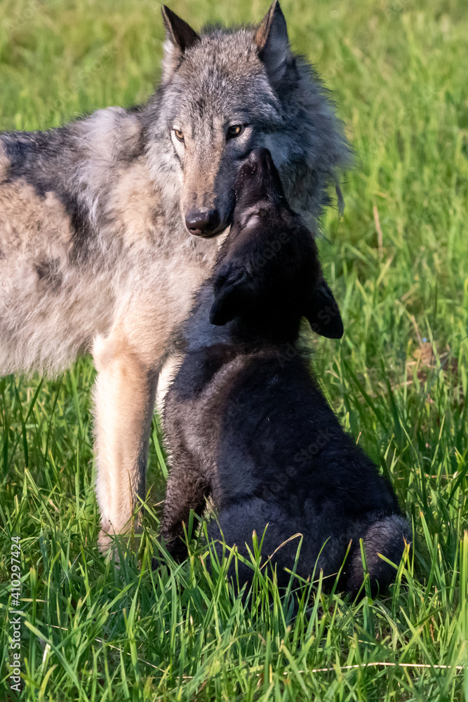 Two month old wolf puppy playing with mom.