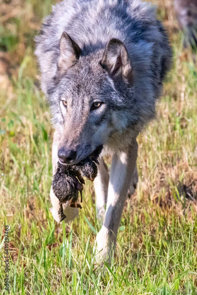 Wolf who just caught his dinner, a gopher, in his mouth Wolf who just caught his dinner, a gopher, in his mouth
