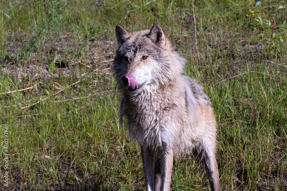 Fototapeta premium Wolf in Montana walking in stream licking lips after drinking
