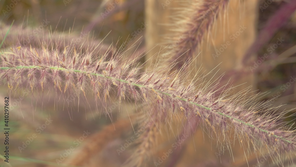 photo of artistic grass flower in the garden photo of artistic grass flower in the garden