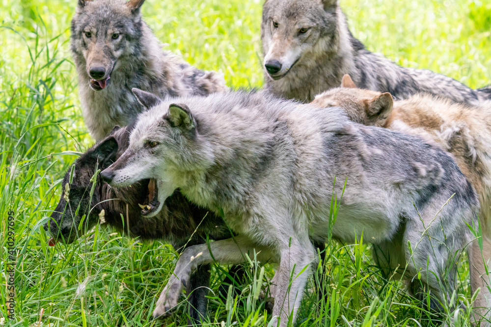 Fototapeta premium Pack of wolves playing in the grass in Montana