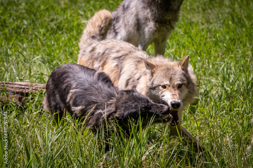 Pack of wolves playing in the grass in Montana