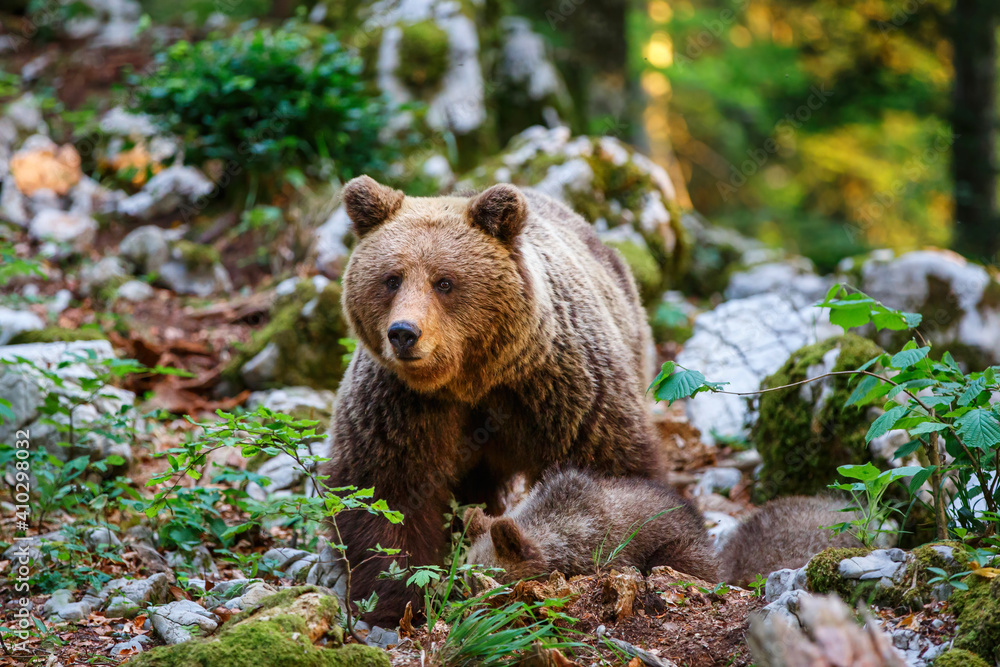 Fototapeta premium Wild brown bear mother with her cubs walking and searching for food in the forest and mountains of the Notranjska region in Slovenia