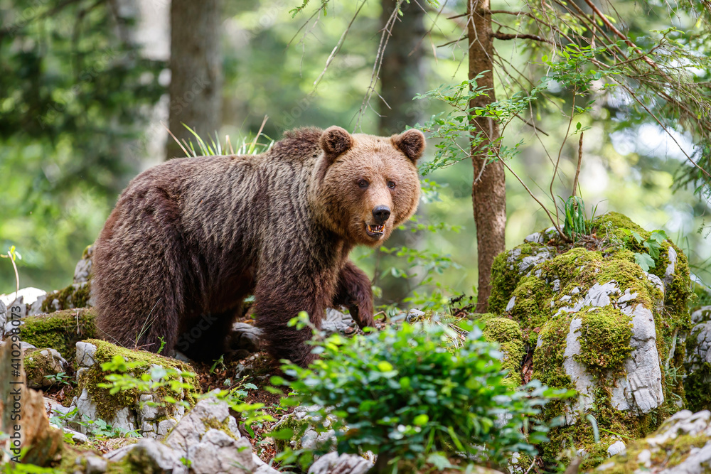 Fototapeta premium Brown bear - close encounter with a wild brown bear eating in the forest and mountains of the Notranjska region in Slovenia