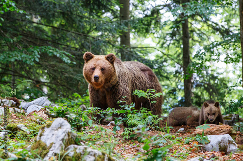 Obraz na plátne Wild brown bear mother with her cubs walking and searching for food in the fores