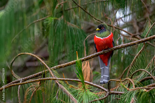 Beautiful and colorful trogon perched on a pine tree photo