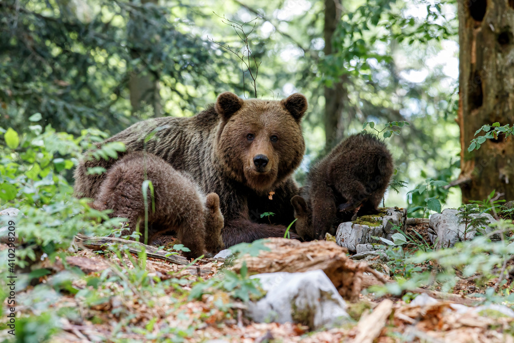 Fototapeta premium Wild brown bear mother with her cubs walking and searching for food in the forest and mountains of the Notranjska region in Slovenia