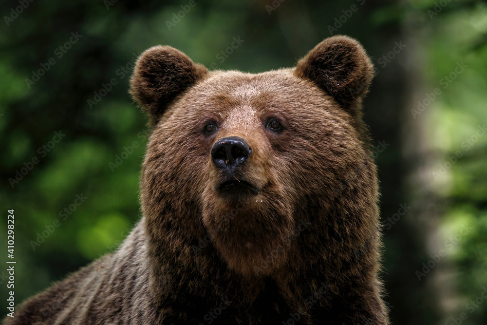 Brown bear - portrait of a big female wild brown bear in the forest and mountains of the Notranjska region in Slovenia