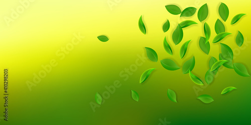 Falling green leaves. Fresh tea neat leaves flying