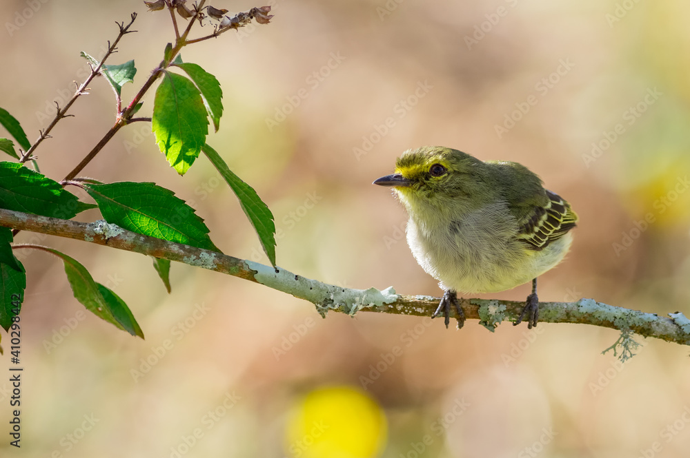 Obraz premium Yellow bird looking up with a beautiful bokeh in the background