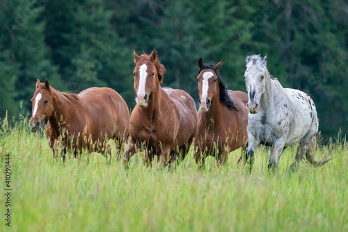 Horses and cowboys at a roundup in Montana