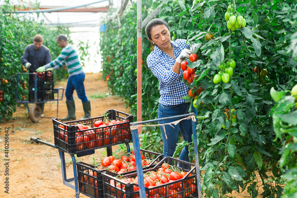 Obraz premium Hispanic female farm worker gathering crop of organic tomatoes cultivar in hothouse. Spring harvest time