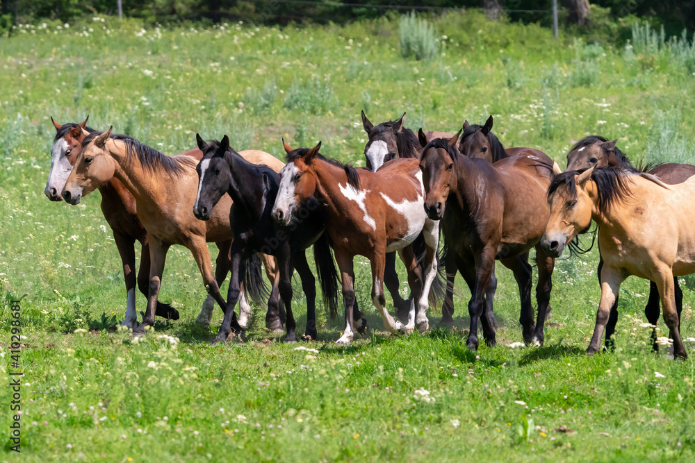 Fototapeta premium Horses and cowboys at a roundup in Montana