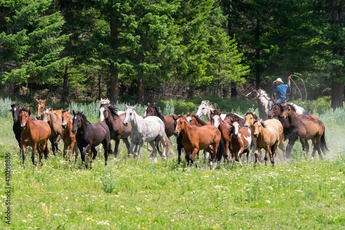 Horses and cowboys at a roundup in Montana © kcapaldo