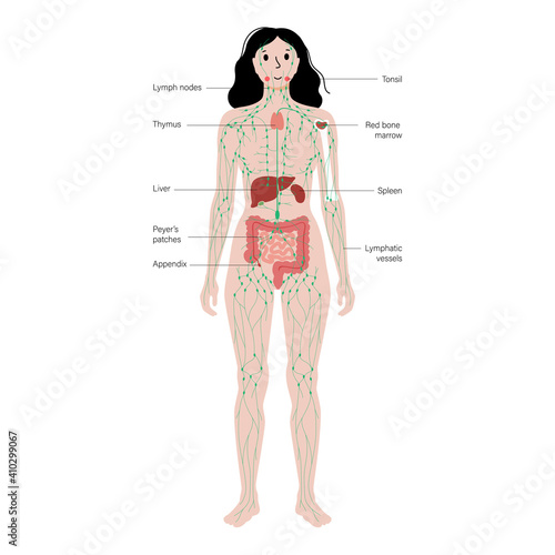 Lymphatic system in human body