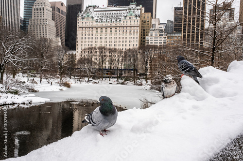 Pigeons in the park
