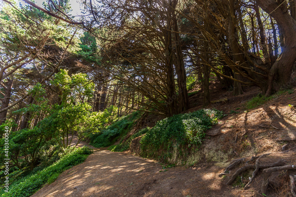 Mount Victoria path with dense woodland and sunlight peeking through on trail floor in Wellington, New Zealand Mount Victoria path with dense woodland and sunlight peeking through on trail floor in Wellington, New Zealand