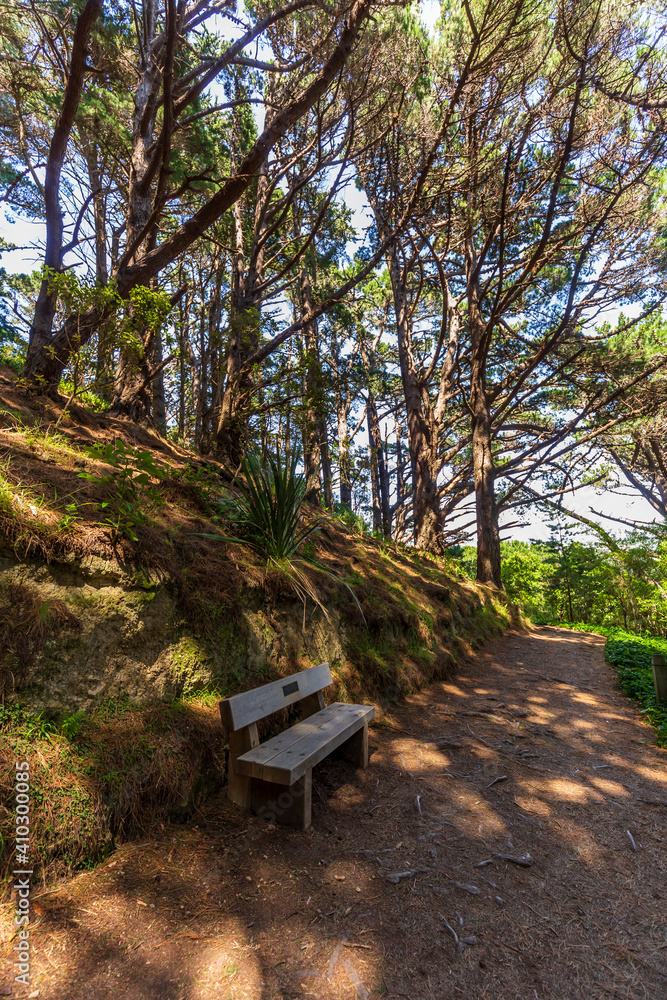 Mount Victoria path with dense woodland and sunlight peeking through on trail floor in Wellington, New Zealand Mount Victoria path with dense woodland and sunlight peeking through on trail floor in Wellington, New Zealand